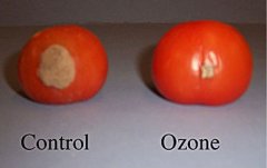 臭氧可以在數周內保護水果免受腐爛